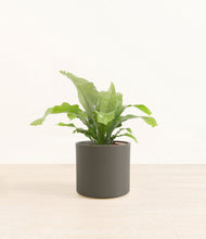 Load image into Gallery viewer, Dark Olive*****Profile