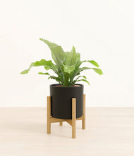 Load image into Gallery viewer, Black stand:bamboo