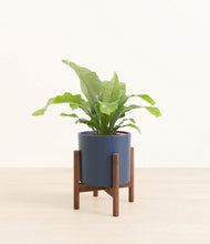 Load image into Gallery viewer, Deep Navy stand:walnut