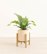 Load image into Gallery viewer, Cream stand:bamboo