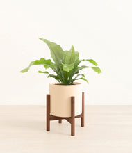 Load image into Gallery viewer, Cream stand:walnut