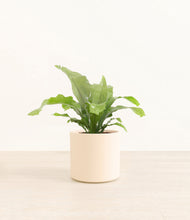 Load image into Gallery viewer, Cream*****Profile