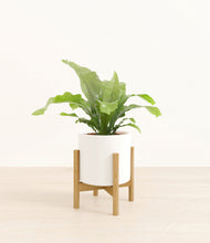 Load image into Gallery viewer, White stand:bamboo