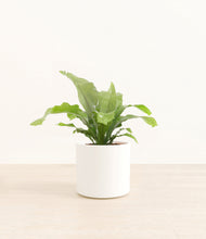 Load image into Gallery viewer, White*****Profile