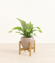 Load image into Gallery viewer, Desert Brown stand:bamboo