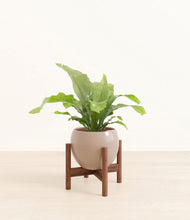 Load image into Gallery viewer, Desert Brown stand:walnut