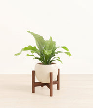 Load image into Gallery viewer, Shiny EggWhite stand:walnut