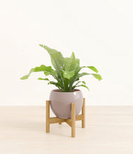 Load image into Gallery viewer, Winter Clouds stand:bamboo