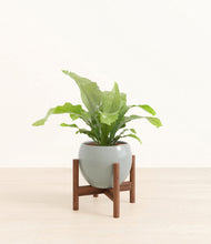 Load image into Gallery viewer, Deep Ocean stand:walnut