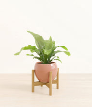 Load image into Gallery viewer, Calm Rose stand:bamboo