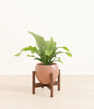 Load image into Gallery viewer, Calm Rose stand:walnut