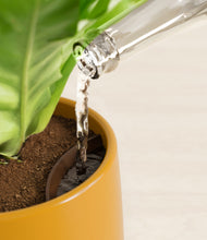 Load image into Gallery viewer, Mustard stand:all