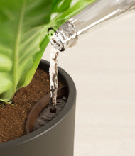 Load image into Gallery viewer, Dark Olive stand:all