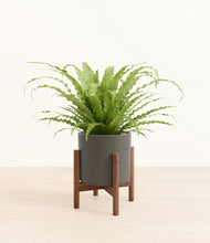 Load image into Gallery viewer, Dark Olive stand:walnut