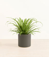 Load image into Gallery viewer, Dark Olive*****Profile