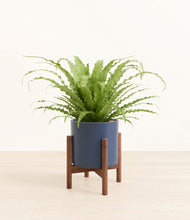 Load image into Gallery viewer, Deep Navy stand:walnut