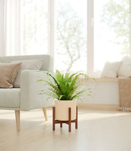 Load image into Gallery viewer, Cream stand:walnut