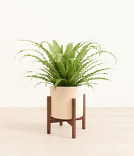 Load image into Gallery viewer, Cream stand:walnut