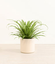 Load image into Gallery viewer, Cream*****Profile