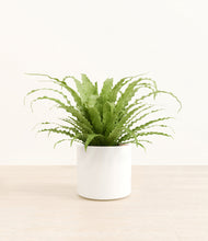 Load image into Gallery viewer, White*****Profile