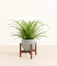 Load image into Gallery viewer, Deep Ocean stand:walnut