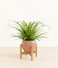 Load image into Gallery viewer, Calm Rose stand:bamboo