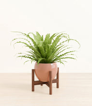 Load image into Gallery viewer, Calm Rose stand:walnut