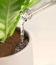 Load image into Gallery viewer, Chelsea stand:all