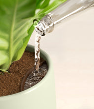 Load image into Gallery viewer, Earthy