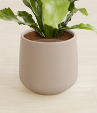 Load image into Gallery viewer, Eternal Gray stand:all