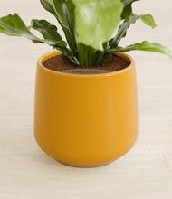 Load image into Gallery viewer, Mustard stand:all