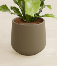 Load image into Gallery viewer, Olive stand:all