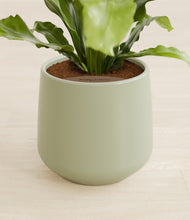 Load image into Gallery viewer, Turquoise stand:all