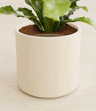 Load image into Gallery viewer, Cream stand:all