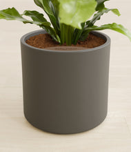 Load image into Gallery viewer, Dark Olive stand:all