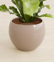 Load image into Gallery viewer, Desert Brown stand:all