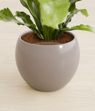 Load image into Gallery viewer, Winter Clouds stand:all