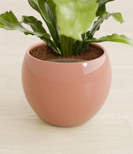 Load image into Gallery viewer, Calm Rose stand:all