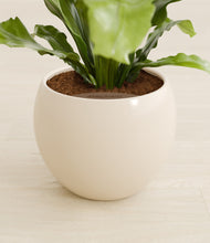 Load image into Gallery viewer, Shiny EggWhite stand:all