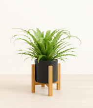 Load image into Gallery viewer, Black stand:light