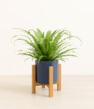 Load image into Gallery viewer, Deep Navy stand:light