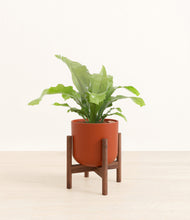 Load image into Gallery viewer, Earth Red stand:walnut