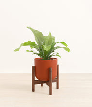 Load image into Gallery viewer, Earth Red stand:walnut