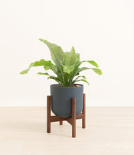 Load image into Gallery viewer, Iron Gray stand:walnut