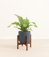 Load image into Gallery viewer, Iron Gray stand:walnut
