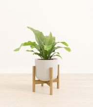 Load image into Gallery viewer, Natural Bamboo stand:bamboo