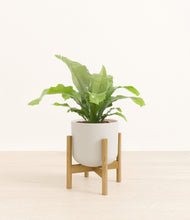 Load image into Gallery viewer, Natural Bamboo stand:bamboo