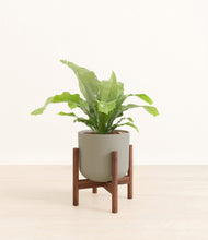 Load image into Gallery viewer, Sage Green stand:walnut