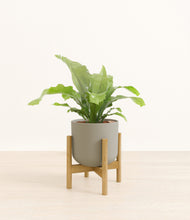 Load image into Gallery viewer, Sage Green stand:bamboo