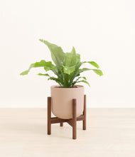 Load image into Gallery viewer, Sandy Pink stand:walnut